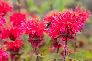 Monarda hybr. 'Bee Happy' P9 - afbeelding 3