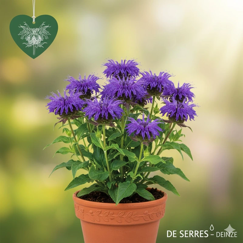 Monarda fistulosa 'Blaustrumpf' P9