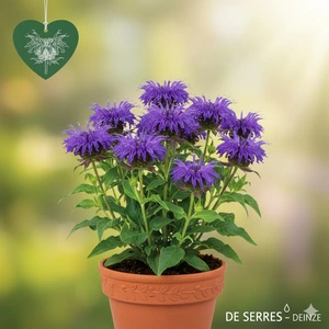 Monarda fistulosa 'Blaustrumpf' P9