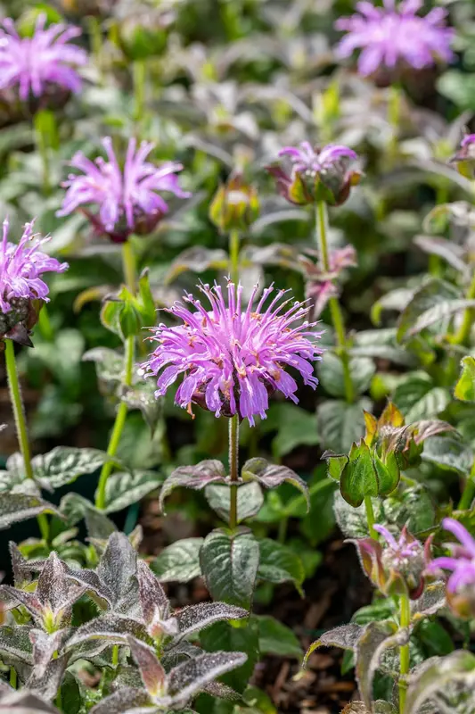 Monarda hybr. 'Blue Moon' P9 - afbeelding 2