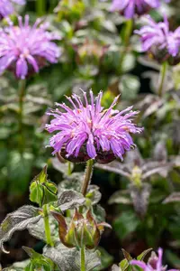 Monarda hybr. 'Blue Moon' P9 - afbeelding 3
