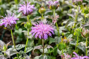 Monarda hybr. 'Blue Moon' P9 - afbeelding 1