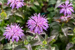 Monarda hybr. 'Blue Moon' P9 - afbeelding 4