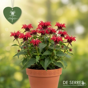 Monarda fistulosa 'Cranberry Lace' P9