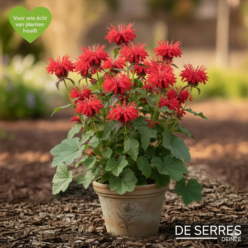 Monarda fistulosa 'Gardenview Scarlet' P9