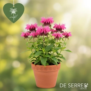 Monarda fistulosa 'Marshall´s Delight' P9