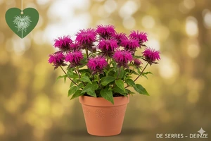 Monarda fistulosa 'On Parade' P9