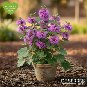 Monarda fistulosa 'Petit Delight' P9