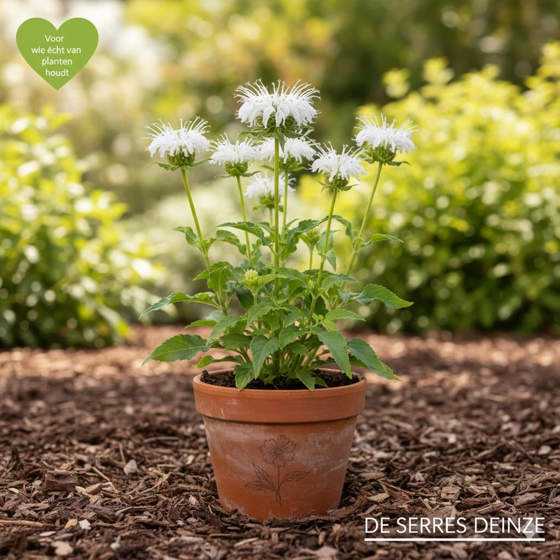 Monarda fistulosa 'Schneewittchen' P9