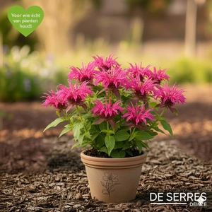 Monarda fistulosa 'Twins' P9