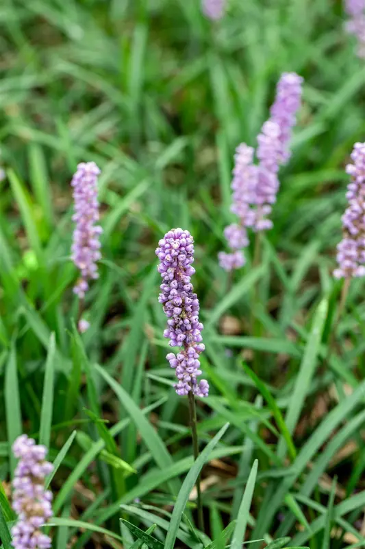 liriope musc. 'moneymaker' P9 - afbeelding 3