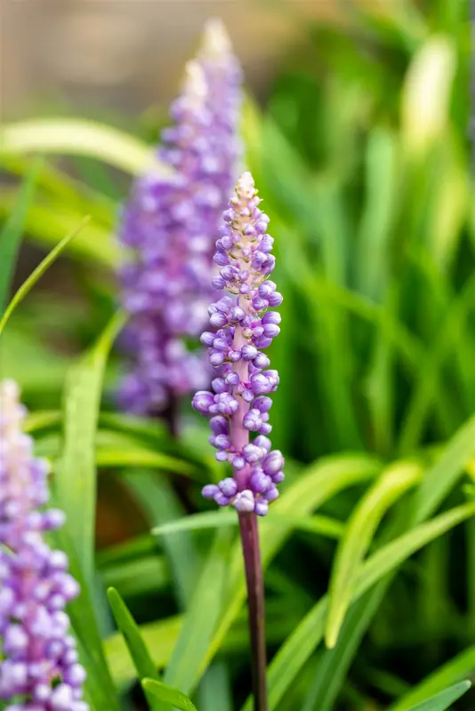 liriope musc. 'moneymaker' P9 - afbeelding 5