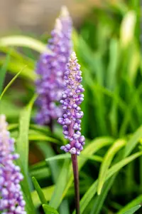 liriope musc. 'moneymaker' P9 - afbeelding 5