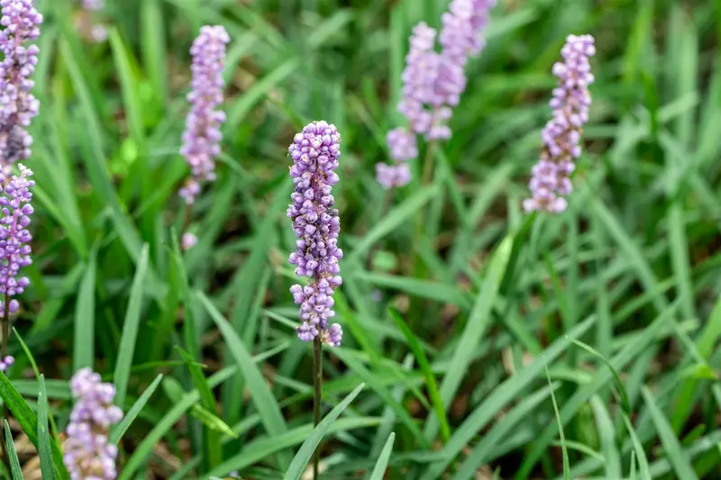 liriope musc. 'moneymaker' P9 - afbeelding 2