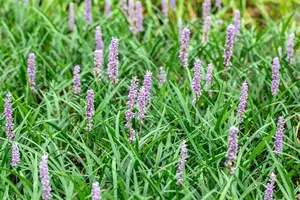 liriope musc. 'moneymaker' P9 - afbeelding 4