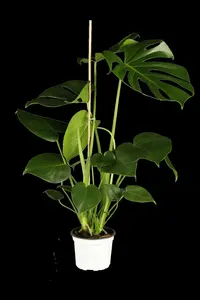 monstera deliciosa p9.5 - afbeelding 5
