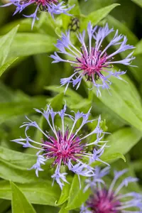 centaurea montana P9 - afbeelding 5
