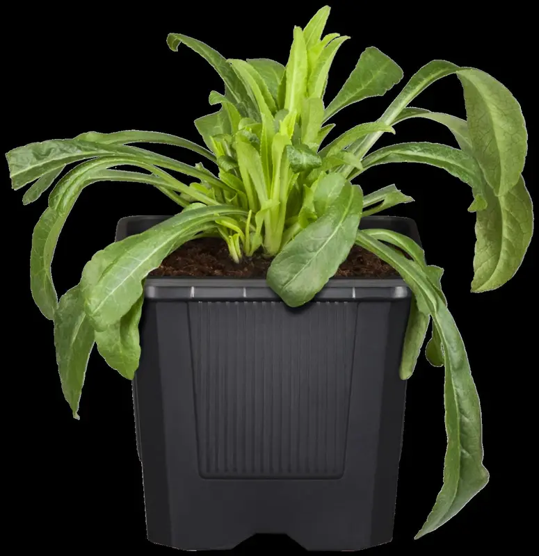 centaurea montana P9 - afbeelding 2