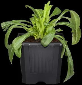 centaurea montana P9 - afbeelding 2