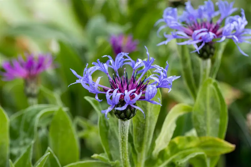 centaurea montana P9 - afbeelding 4