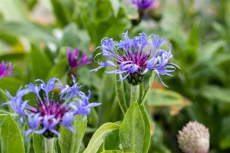 centaurea montana P9 - afbeelding 5