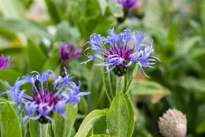 centaurea montana P9 - afbeelding 5