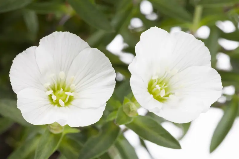 arenaria montana P9 - afbeelding 1