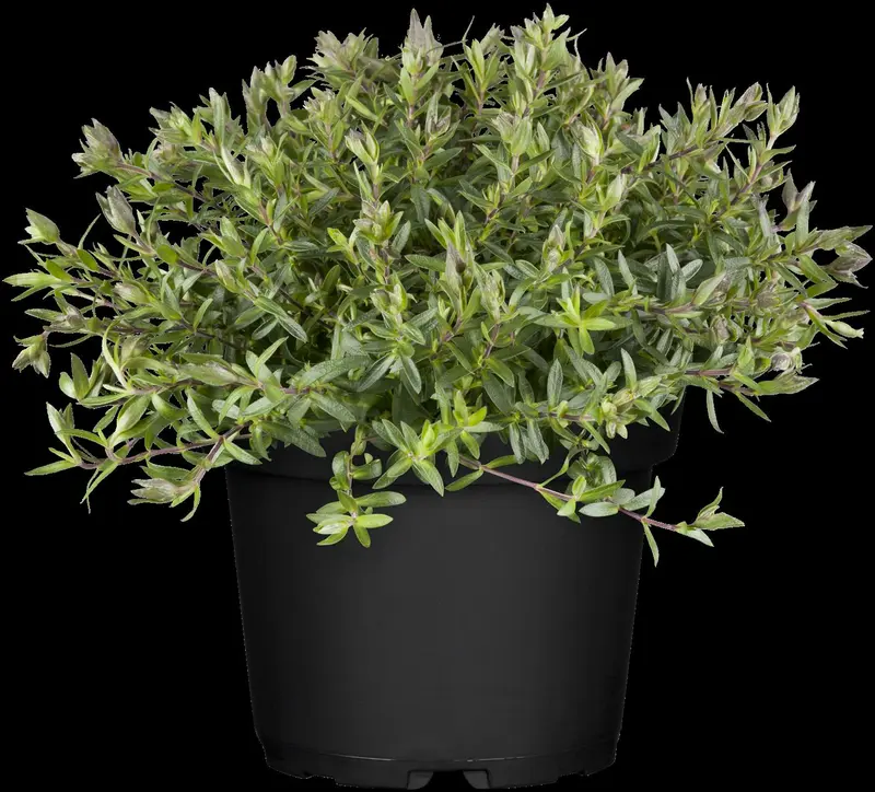 arenaria montana P9 - afbeelding 2