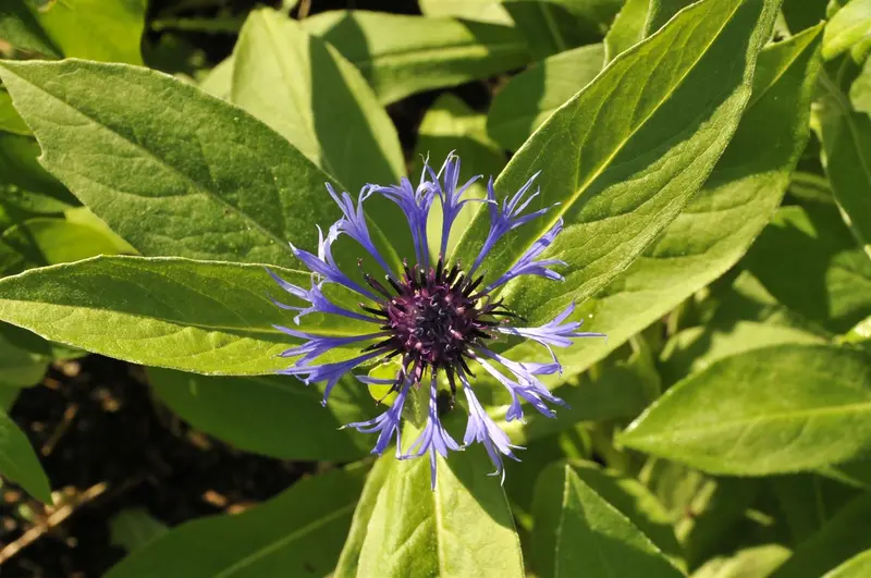 centaurea montana P9 - afbeelding 3