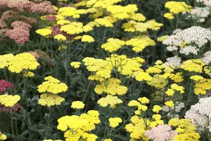 achillea hybr. 'moonshine' P9 - afbeelding 5