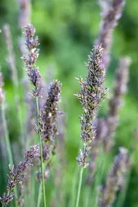 molinia caer. 'moorhexe' P9 - afbeelding 2