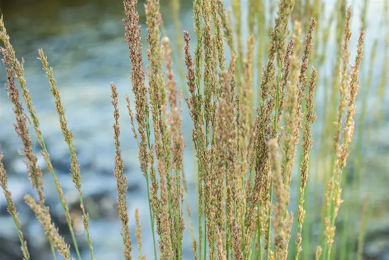 molinia caer. 'moorhexe' P9 - afbeelding 5