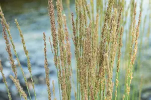 molinia caer. 'moorhexe' P9 - afbeelding 5