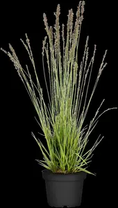molinia caer. 'moorhexe' P9 - afbeelding 5