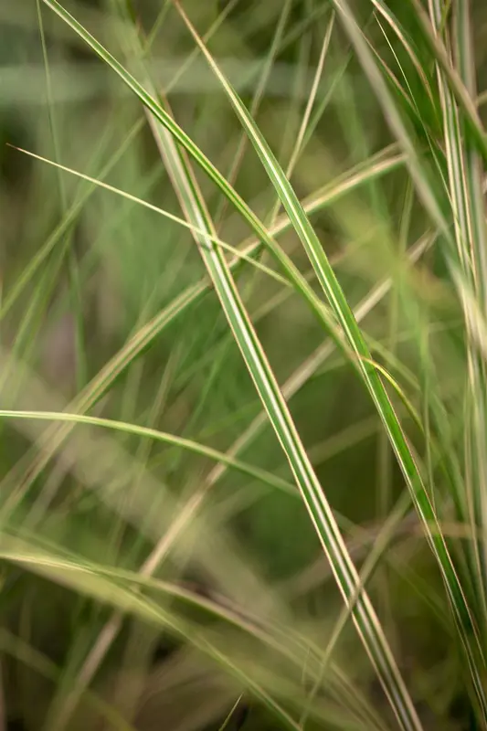 Morning Light - afbeelding 2