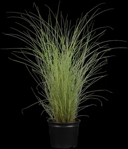 miscanthus sin. 'morning light' P9 - afbeelding 5