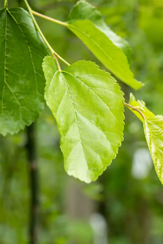 Morus alba 10/12 HO BW - afbeelding 4