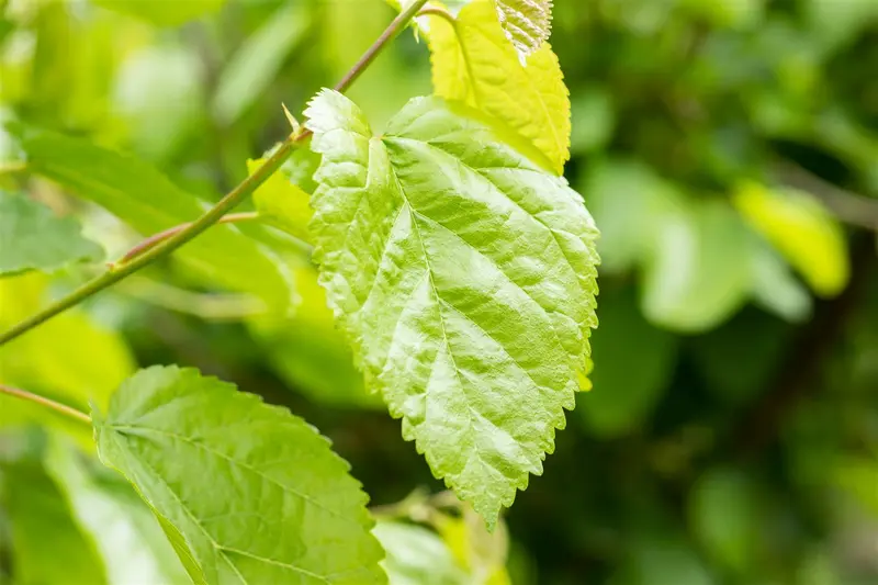 Morus alba 10/12 HO BW - afbeelding 2