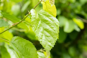 Morus alba 10/12 HO BW - afbeelding 2