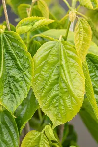 Morus alba 'Giant Fruit' STRUIK   C - afbeelding 1