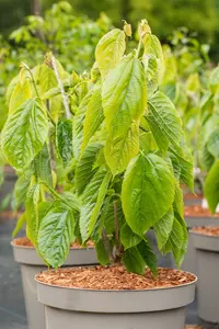 Morus alba 'Giant Fruit' STRUIK   C - afbeelding 4