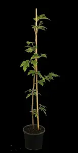 morus alba 'macrophylla' ( 'platanifolia') 10/12 BW VRGL