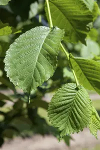 morus alba 'pendula' 8/10 - afbeelding 3