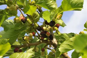 Morus nigra 200-250   C12 - afbeelding 2