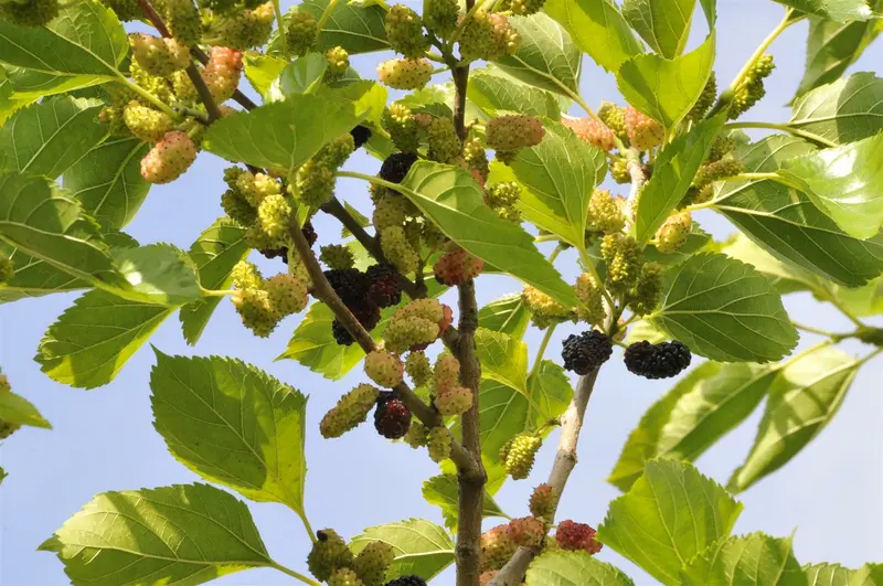 Morus nigra 60- 80   C - afbeelding 1