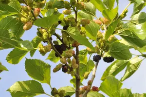 Morus nigra 60- 80 C