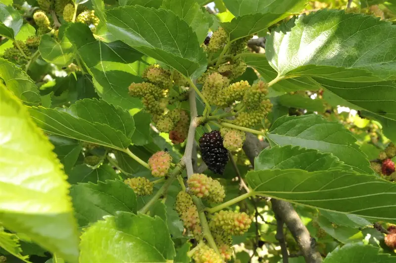 Morus nigra 60- 80   C - afbeelding 3