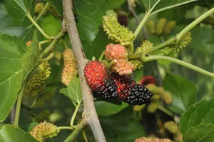 Morus nigra 60- 80   C - afbeelding 4