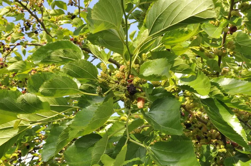 Morus nigra 60- 80   C - afbeelding 5
