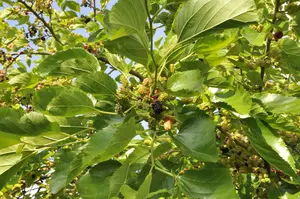 Morus nigra 60- 80   C - afbeelding 5